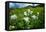 Wildflowers Growing in a Field, Crested Butte, Colorado, USA-null-Framed Premier Image Canvas