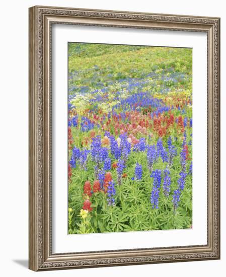 Wildflowers Growing in Mount Timpanogos Wilderness Area, Wasatch Mountains, Uinta National Forest, -Scott T. Smith-Framed Photographic Print