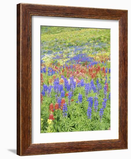 Wildflowers Growing in Mount Timpanogos Wilderness Area, Wasatch Mountains, Uinta National Forest, -Scott T. Smith-Framed Photographic Print