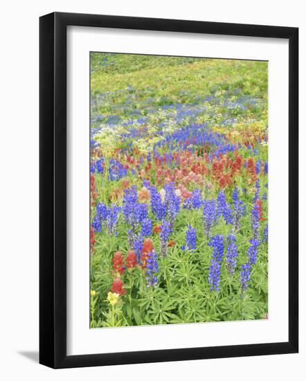 Wildflowers Growing in Mount Timpanogos Wilderness Area, Wasatch Mountains, Uinta National Forest, -Scott T. Smith-Framed Photographic Print