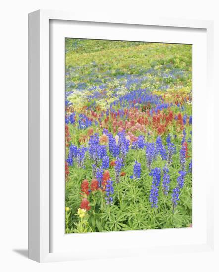 Wildflowers Growing in Mount Timpanogos Wilderness Area, Wasatch Mountains, Uinta National Forest, -Scott T. Smith-Framed Photographic Print