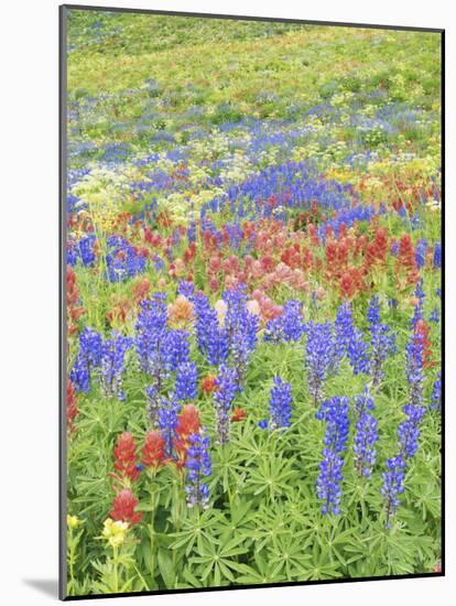 Wildflowers Growing in Mount Timpanogos Wilderness Area, Wasatch Mountains, Uinta National Forest, -Scott T. Smith-Mounted Photographic Print