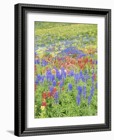 Wildflowers Growing in Mount Timpanogos Wilderness Area, Wasatch Mountains, Uinta National Forest, -Scott T. Smith-Framed Photographic Print