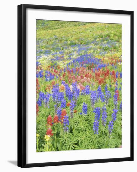 Wildflowers Growing in Mount Timpanogos Wilderness Area, Wasatch Mountains, Uinta National Forest, -Scott T. Smith-Framed Photographic Print