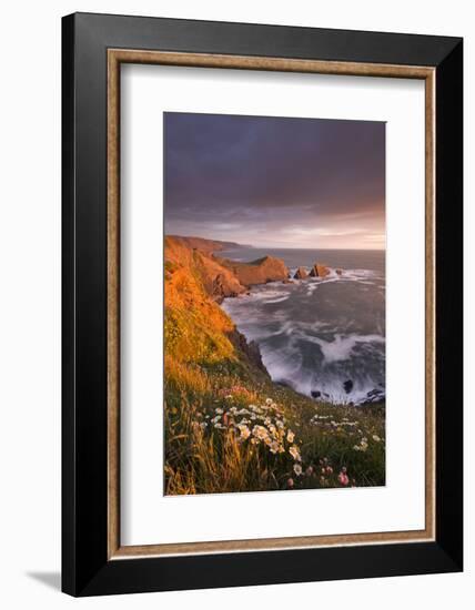 Wildflowers Growing on the Cliff Tops Above Hartland Point, Looking South to Screda Point, Devon-Adam Burton-Framed Photographic Print