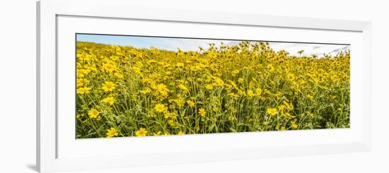 Wildflowers in a field, Carrizo Plain, Carrizo Plain National Monument, Temblor Range, San Luis...-null-Framed Photographic Print