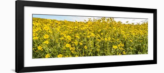 Wildflowers in a field, Carrizo Plain, Carrizo Plain National Monument, Temblor Range, San Luis...-null-Framed Photographic Print