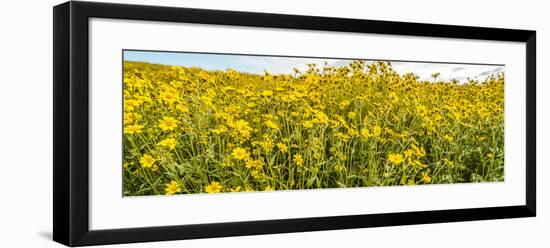 Wildflowers in a field, Carrizo Plain, Carrizo Plain National Monument, Temblor Range, San Luis...-null-Framed Photographic Print