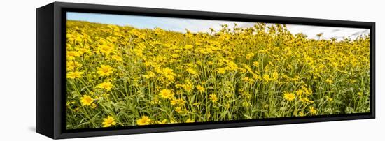 Wildflowers in a field, Carrizo Plain, Carrizo Plain National Monument, Temblor Range, San Luis...-null-Framed Stretched Canvas