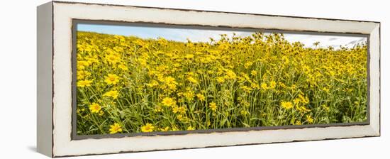 Wildflowers in a field, Carrizo Plain, Carrizo Plain National Monument, Temblor Range, San Luis...-null-Framed Premier Image Canvas