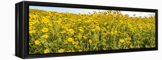 Wildflowers in a field, Carrizo Plain, Carrizo Plain National Monument, Temblor Range, San Luis...-null-Framed Premier Image Canvas