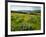 Wildflowers in a field, Columbia River, Tom McCall Nature Preserve, Columbia River Gorge Nationa...-null-Framed Photographic Print