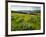 Wildflowers in a field, Columbia River, Tom McCall Nature Preserve, Columbia River Gorge Nationa...-null-Framed Photographic Print