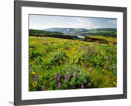 Wildflowers in a field, Columbia River, Tom McCall Nature Preserve, Columbia River Gorge Nationa...-null-Framed Photographic Print