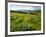 Wildflowers in a field, Columbia River, Tom McCall Nature Preserve, Columbia River Gorge Nationa...-null-Framed Photographic Print