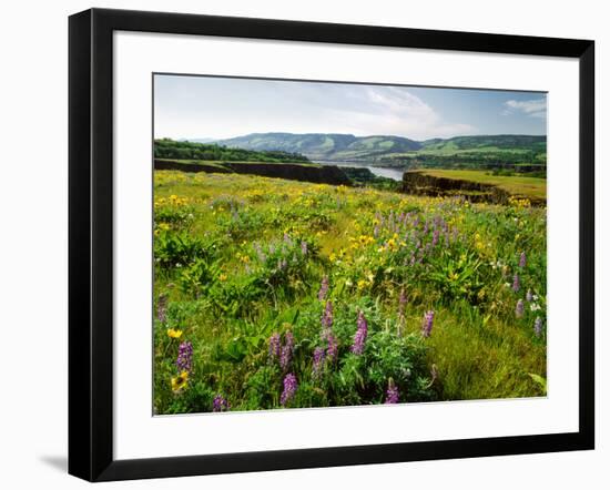 Wildflowers in a field, Columbia River, Tom McCall Nature Preserve, Columbia River Gorge Nationa...-null-Framed Photographic Print