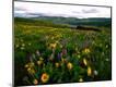 Photographic Print