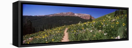 Wildflowers in a Field, West Maroon Pass, Crested Butte, Gunnison County, Colorado, USA-null-Framed Premier Image Canvas