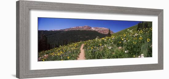 Wildflowers in a Field, West Maroon Pass, Crested Butte, Gunnison County, Colorado, USA-null-Framed Photographic Print