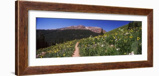 Wildflowers in a Field, West Maroon Pass, Crested Butte, Gunnison County, Colorado, USA-null-Framed Photographic Print