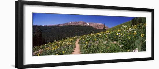 Wildflowers in a Field, West Maroon Pass, Crested Butte, Gunnison County, Colorado, USA-null-Framed Photographic Print