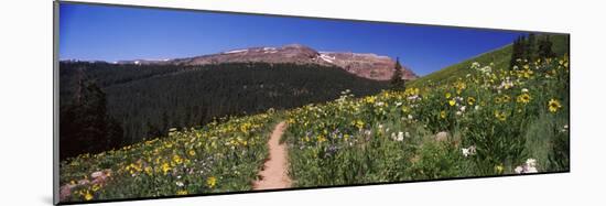 Wildflowers in a Field, West Maroon Pass, Crested Butte, Gunnison County, Colorado, USA-null-Mounted Photographic Print