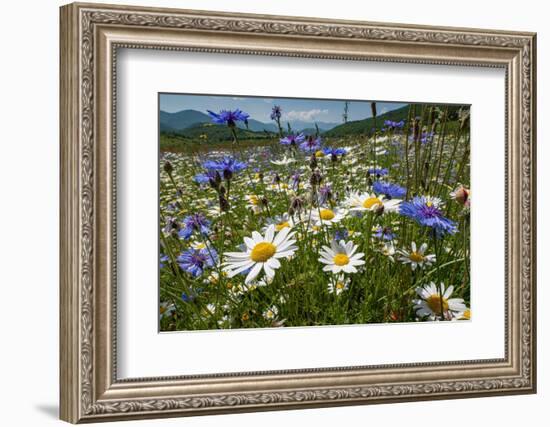 Wildflowers in abundance on fallow agricultural land, Italy-Paul Harcourt Davies-Framed Photographic Print