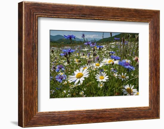 Wildflowers in abundance on fallow agricultural land, Italy-Paul Harcourt Davies-Framed Photographic Print