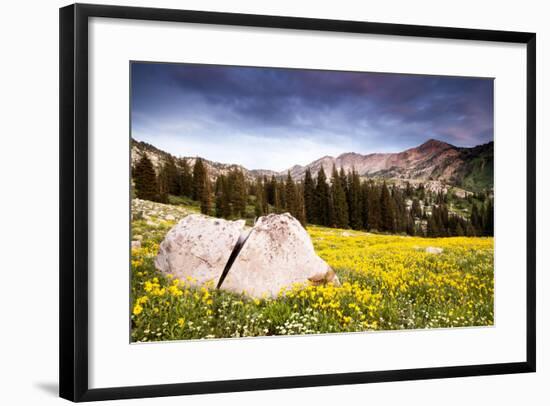 Wildflowers In Albion Basin Little Cottonwood Canyon, Utah-Lindsay Daniels-Framed Photographic Print