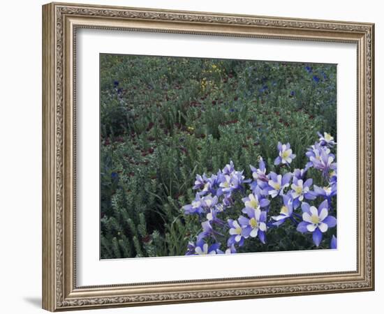 Wildflowers in Alpine Meadow, Ouray, San Juan Mountains, Rocky Mountains, Colorado, USA-Rolf Nussbaumer-Framed Photographic Print