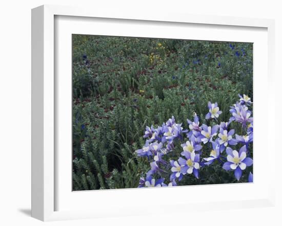 Wildflowers in Alpine Meadow, Ouray, San Juan Mountains, Rocky Mountains, Colorado, USA-Rolf Nussbaumer-Framed Photographic Print