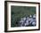 Wildflowers in Alpine Meadow, Ouray, San Juan Mountains, Rocky Mountains, Colorado, USA-Rolf Nussbaumer-Framed Photographic Print