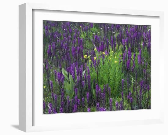 Wildflowers in Alpine Meadow, Ouray, San Juan Mountains, Rocky Mountains, Colorado, USA-Rolf Nussbaumer-Framed Photographic Print