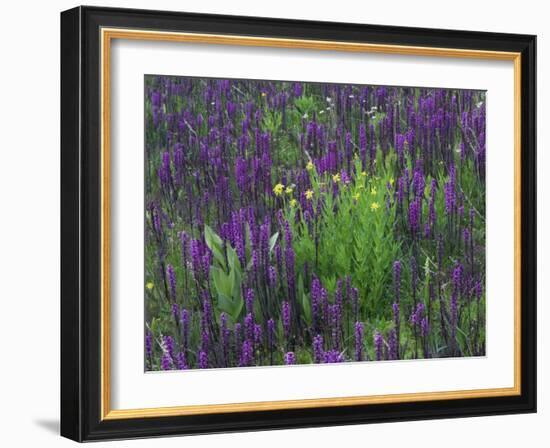 Wildflowers in Alpine Meadow, Ouray, San Juan Mountains, Rocky Mountains, Colorado, USA-Rolf Nussbaumer-Framed Photographic Print