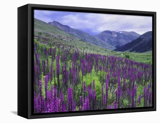 Wildflowers in Alpine Meadow, Ouray, San Juan Mountains, Rocky Mountains, Colorado, USA-Rolf Nussbaumer-Framed Premier Image Canvas