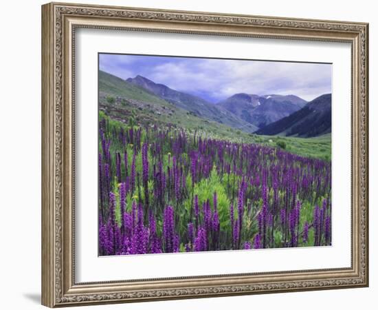 Wildflowers in Alpine Meadow, Ouray, San Juan Mountains, Rocky Mountains, Colorado, USA-Rolf Nussbaumer-Framed Photographic Print