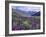 Wildflowers in Alpine Meadow, Ouray, San Juan Mountains, Rocky Mountains, Colorado, USA-Rolf Nussbaumer-Framed Photographic Print