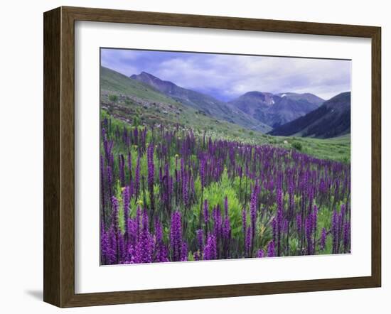 Wildflowers in Alpine Meadow, Ouray, San Juan Mountains, Rocky Mountains, Colorado, USA-Rolf Nussbaumer-Framed Photographic Print