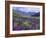 Wildflowers in Alpine Meadow, Ouray, San Juan Mountains, Rocky Mountains, Colorado, USA-Rolf Nussbaumer-Framed Photographic Print