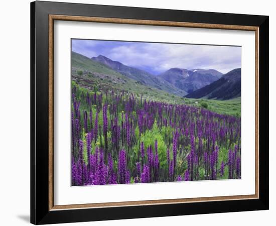 Wildflowers in Alpine Meadow, Ouray, San Juan Mountains, Rocky Mountains, Colorado, USA-Rolf Nussbaumer-Framed Photographic Print