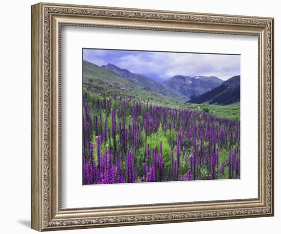 Wildflowers in Alpine Meadow, Ouray, San Juan Mountains, Rocky Mountains, Colorado, USA-Rolf Nussbaumer-Framed Photographic Print