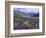 Wildflowers in Alpine Meadow, Ouray, San Juan Mountains, Rocky Mountains, Colorado, USA-Rolf Nussbaumer-Framed Photographic Print