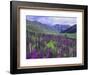 Wildflowers in Alpine Meadow, Ouray, San Juan Mountains, Rocky Mountains, Colorado, USA-Rolf Nussbaumer-Framed Photographic Print