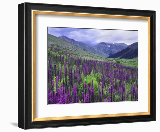 Wildflowers in Alpine Meadow, Ouray, San Juan Mountains, Rocky Mountains, Colorado, USA-Rolf Nussbaumer-Framed Photographic Print