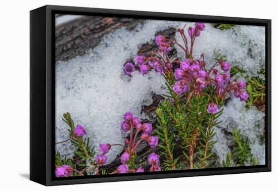 Wildflowers in Assiniboine Park, Canada-Howie Garber-Framed Premier Image Canvas