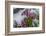 Wildflowers in Assiniboine Park, Canada-Howie Garber-Framed Photographic Print