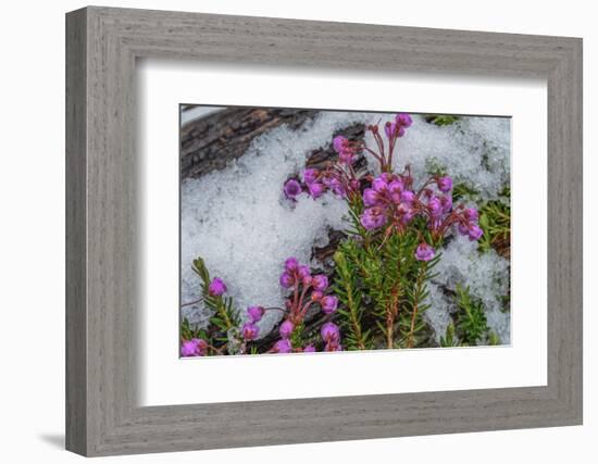 Wildflowers in Assiniboine Park, Canada-Howie Garber-Framed Photographic Print