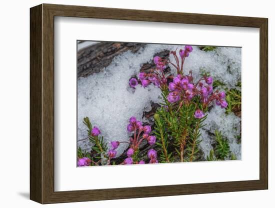 Wildflowers in Assiniboine Park, Canada-Howie Garber-Framed Photographic Print