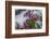 Wildflowers in Assiniboine Park, Canada-Howie Garber-Framed Photographic Print