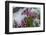 Wildflowers in Assiniboine Park, Canada-Howie Garber-Framed Photographic Print